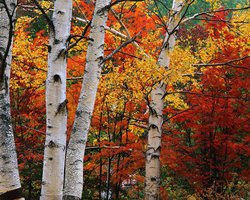 Fall Trees Birch